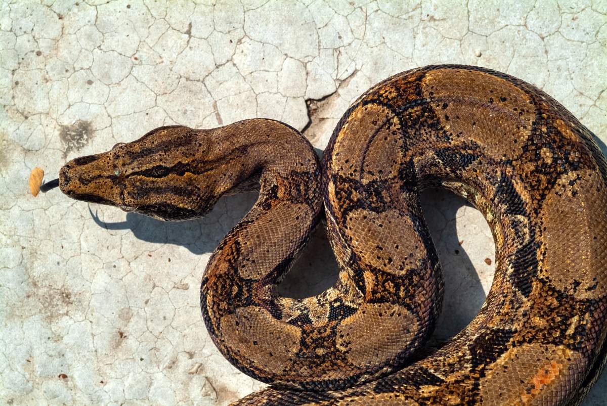 A boa constrictor.