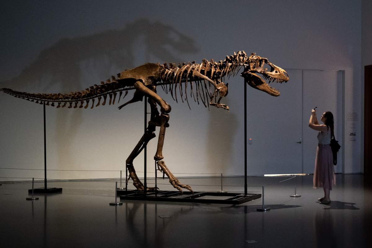 A woman in a dimly lit room takes a photo of the Gorgosaurus skeleton.