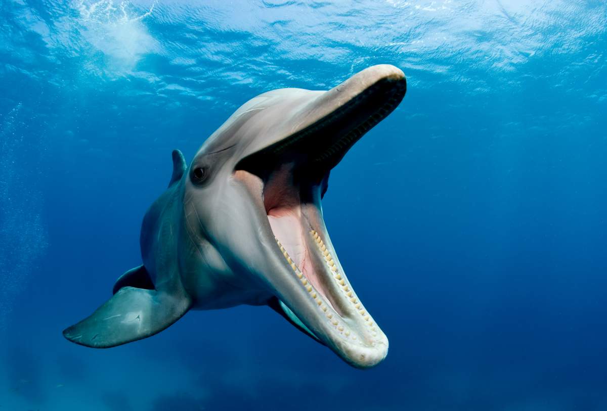 Close-up image of the face and mouth of an Atlantic bottlenose dolphin, seen swimming in blue water.