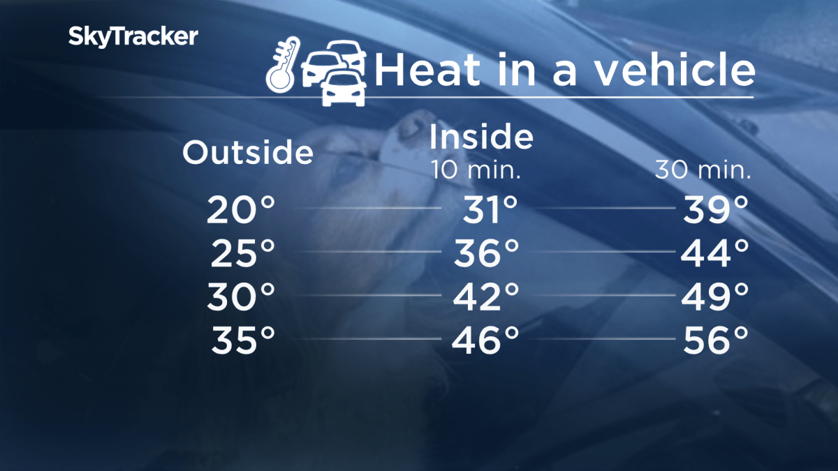 A graphic showing how outside temperatures can translate into temperatures inside vehicles.
