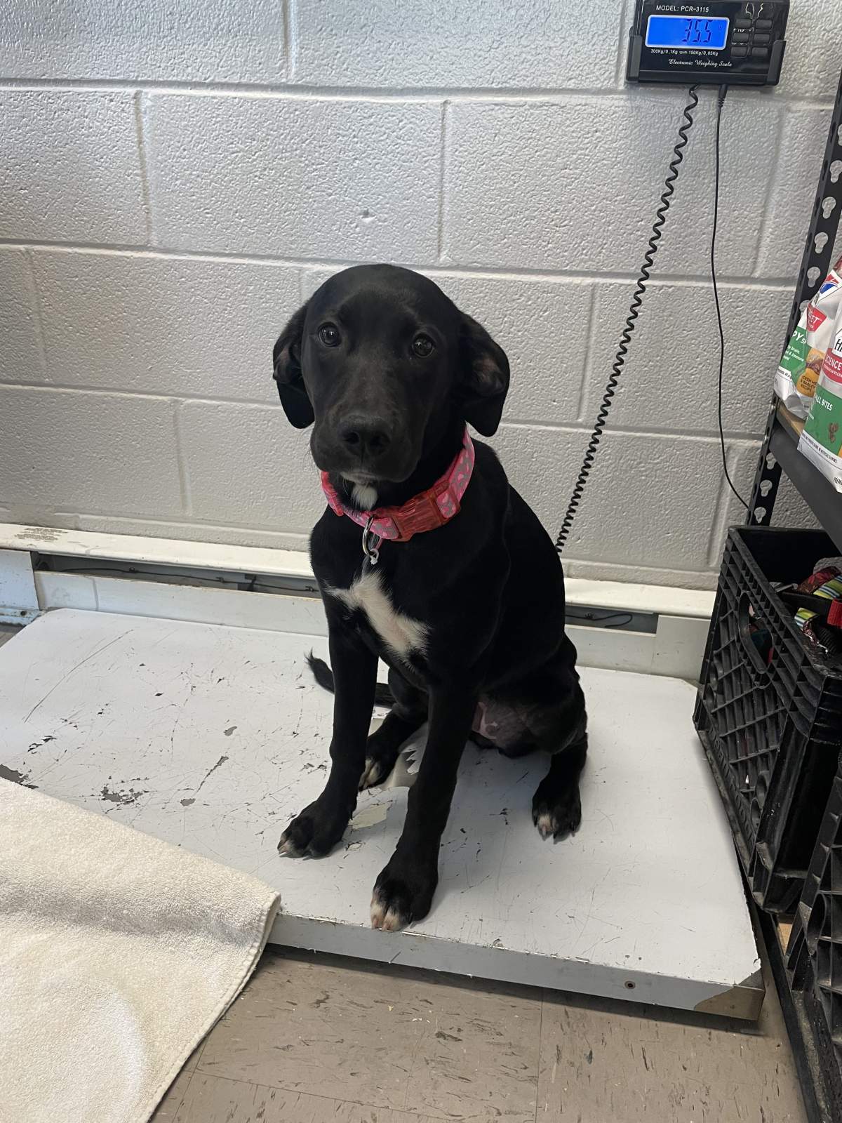 Dog at an Ontario SPCA shelter.