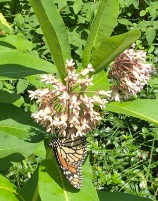 A monarch butterfly rests on one of Susan McKee’s flowers in her 20-year-old pollinator garden in Spring 2022, before the plants were taken down by city workers in July.