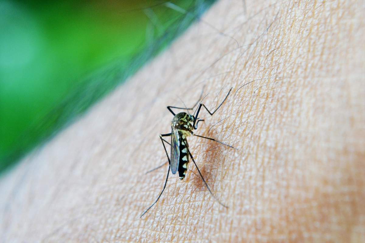 File photo of a mosquito on an arm. 