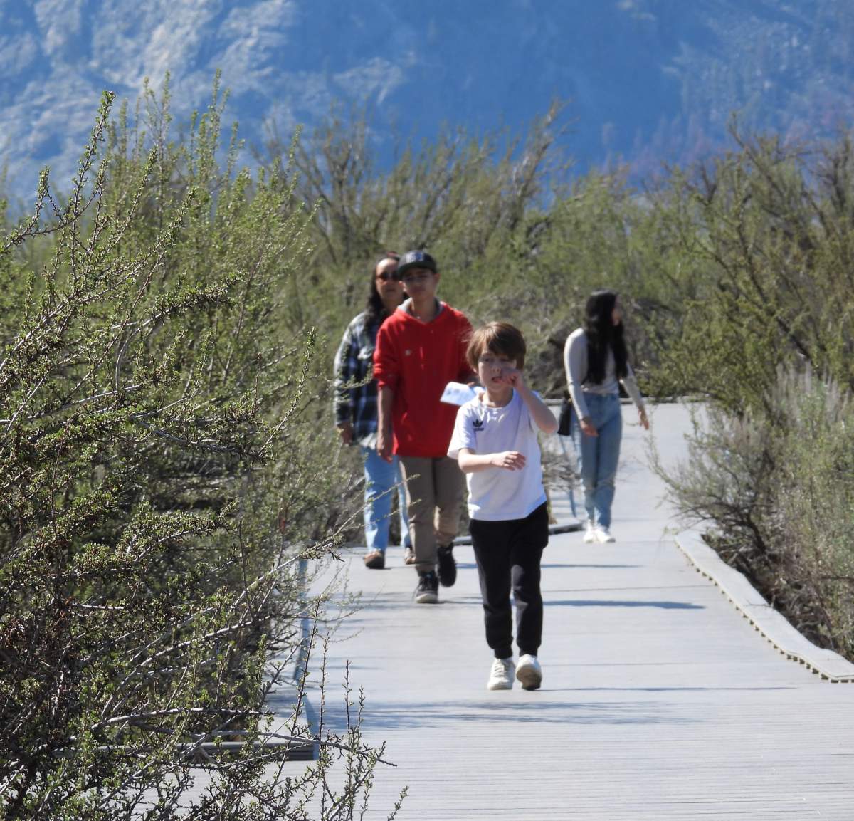 File photo of the boardwalk at the Osoyoos Desert Centre. The 1.5-kilometre boardwalk meanders through acres of semi-arid land in the South Okanagan.