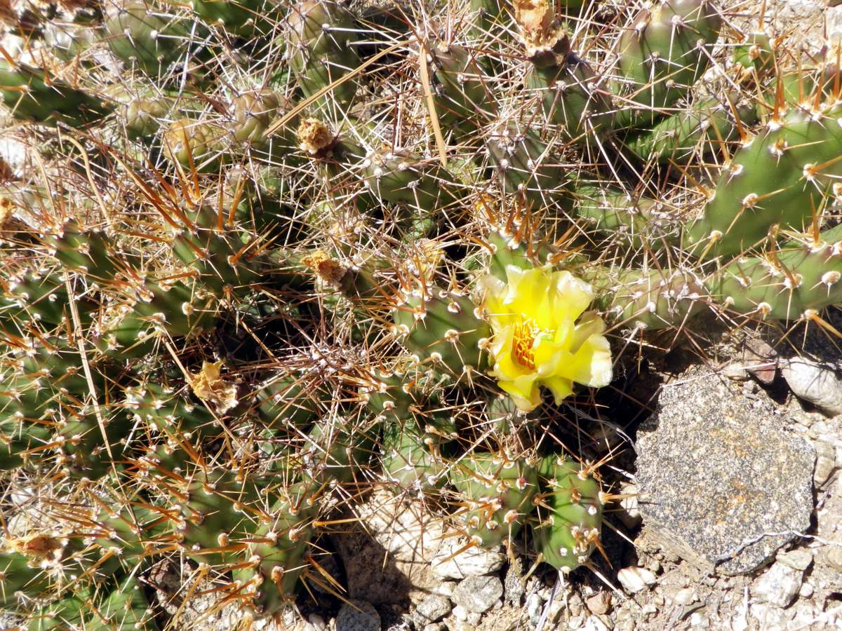 A prickly pear cactus at the Osoyoos Desert Centre in the South Okanagan.