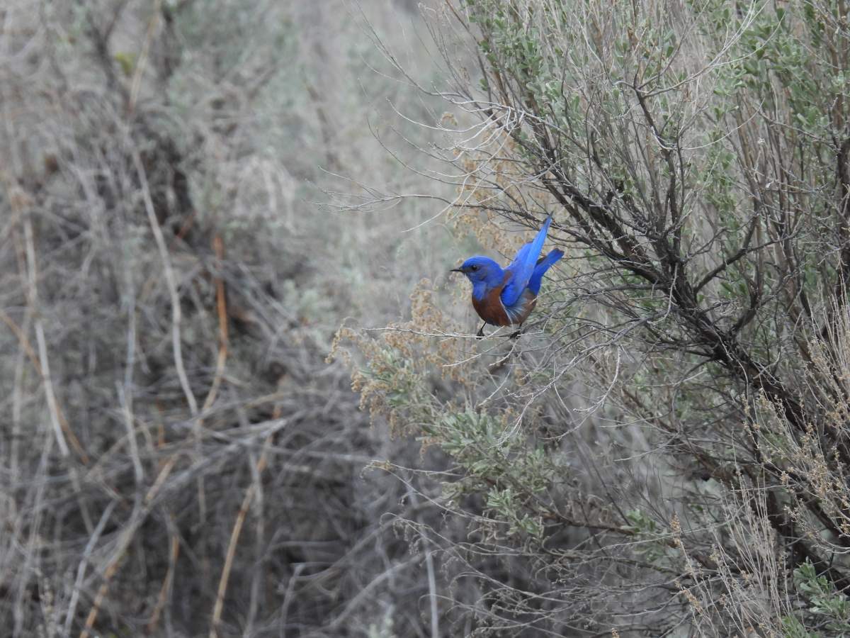 A western bluebird.