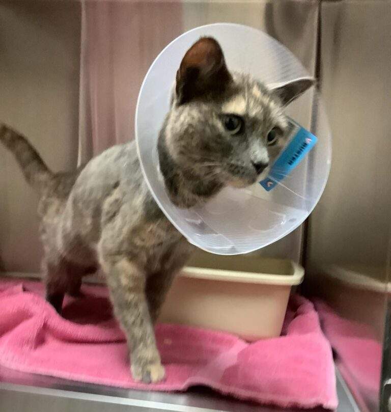 No one knows how Miri, a three-and-a-half-year-old, blue and cream tortoiseshell cat, made the more than 100 kilometre journey. 