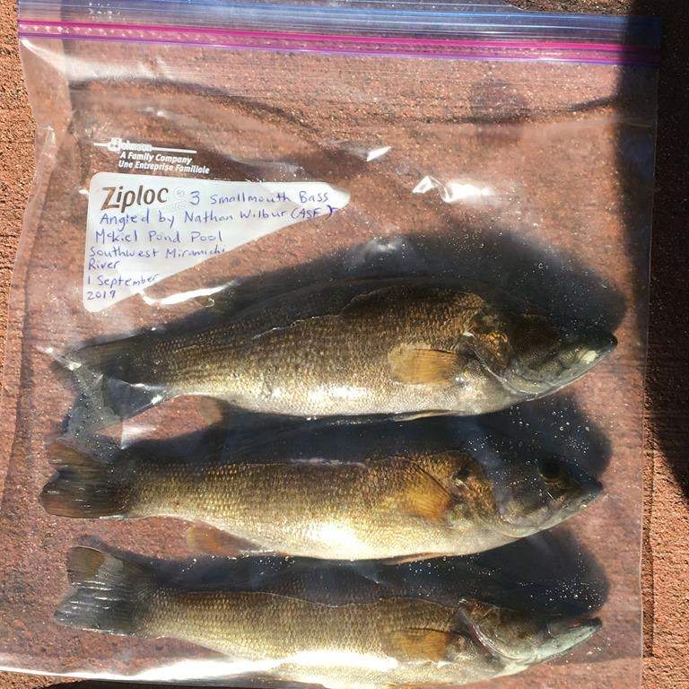 Smallmouth bass