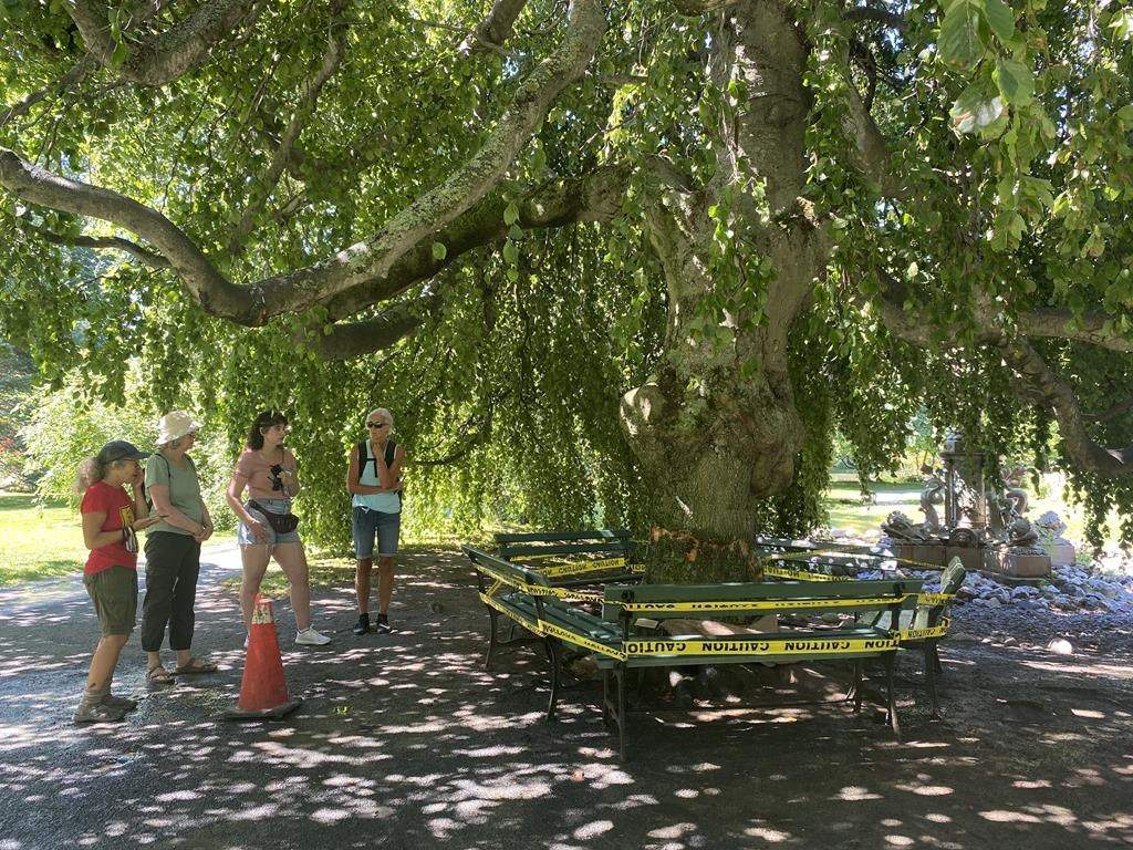 People check out a damaged tree at the Halifax Public Gardens on Wednesday, July 27, 2022.
