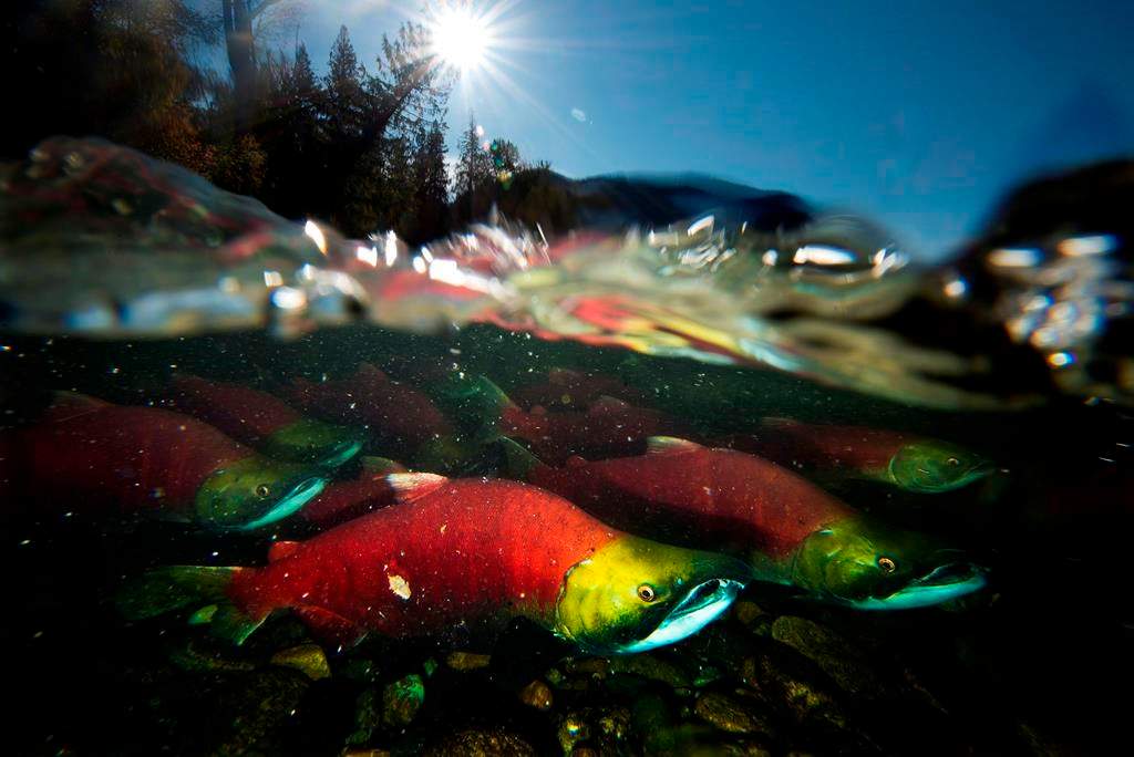 Spawning sockeye salmon are seen making their way up the Adams River in Roderick Haig-Brown Provincial Park near Chase, B.C. on Oct. 14, 2014.