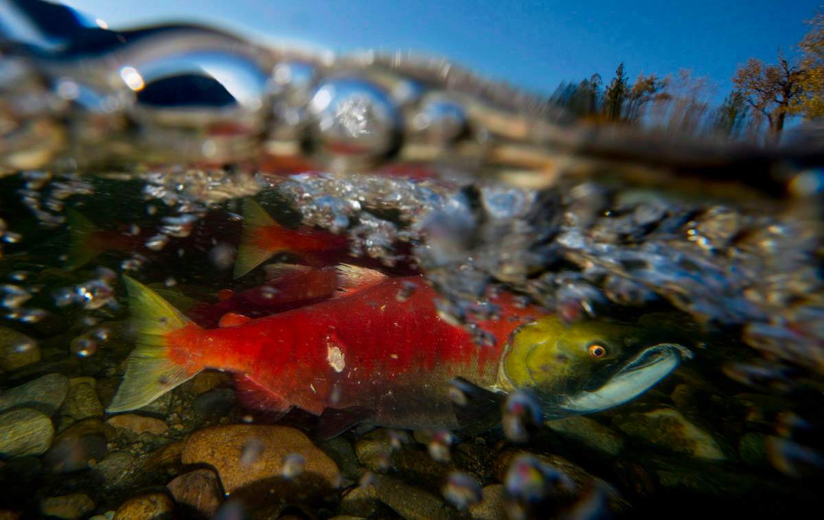 The Pacific Salmon Commission’s pre-season estimate of 9.8 million returning fish went down to 5.5 million on Monday, prompting concern.