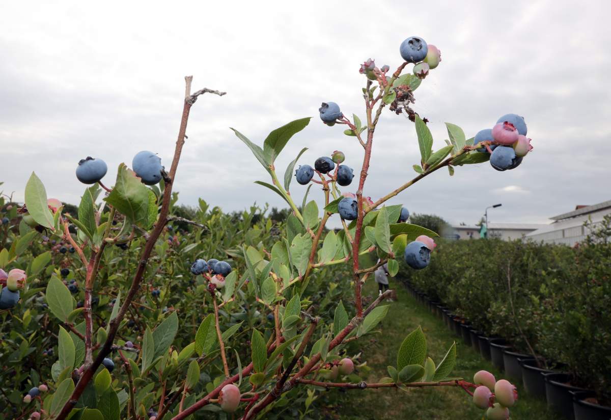 Blueberry Festival