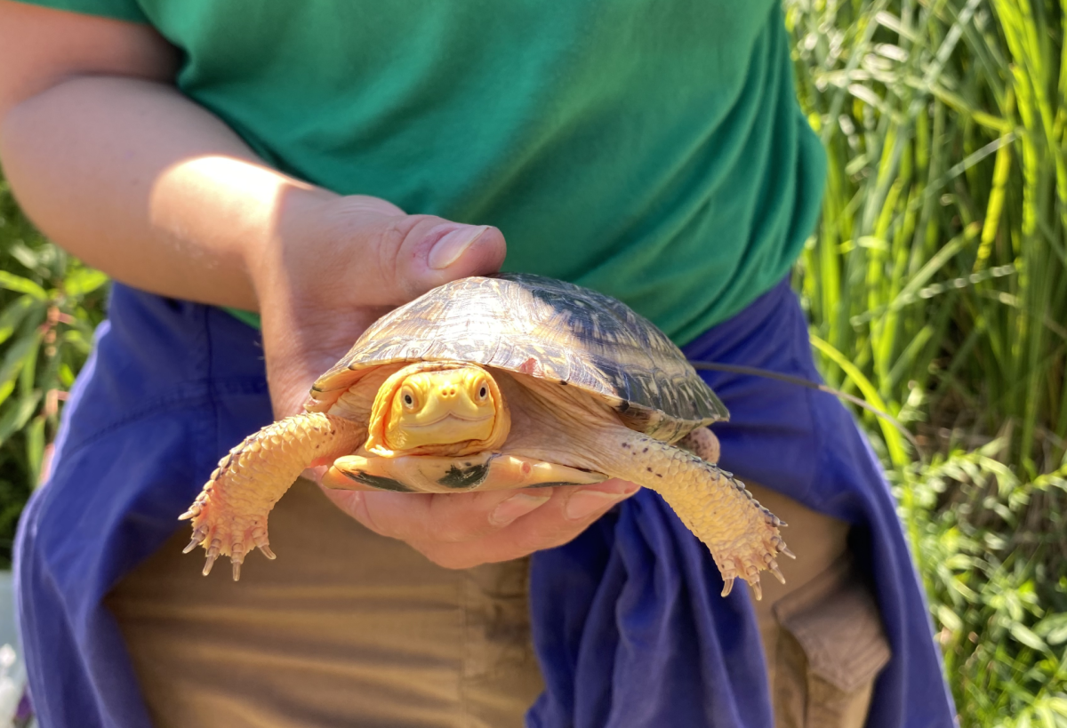 A Blanding's turtle is held up for the camera, staring straight ahead with its front legs sticking out.