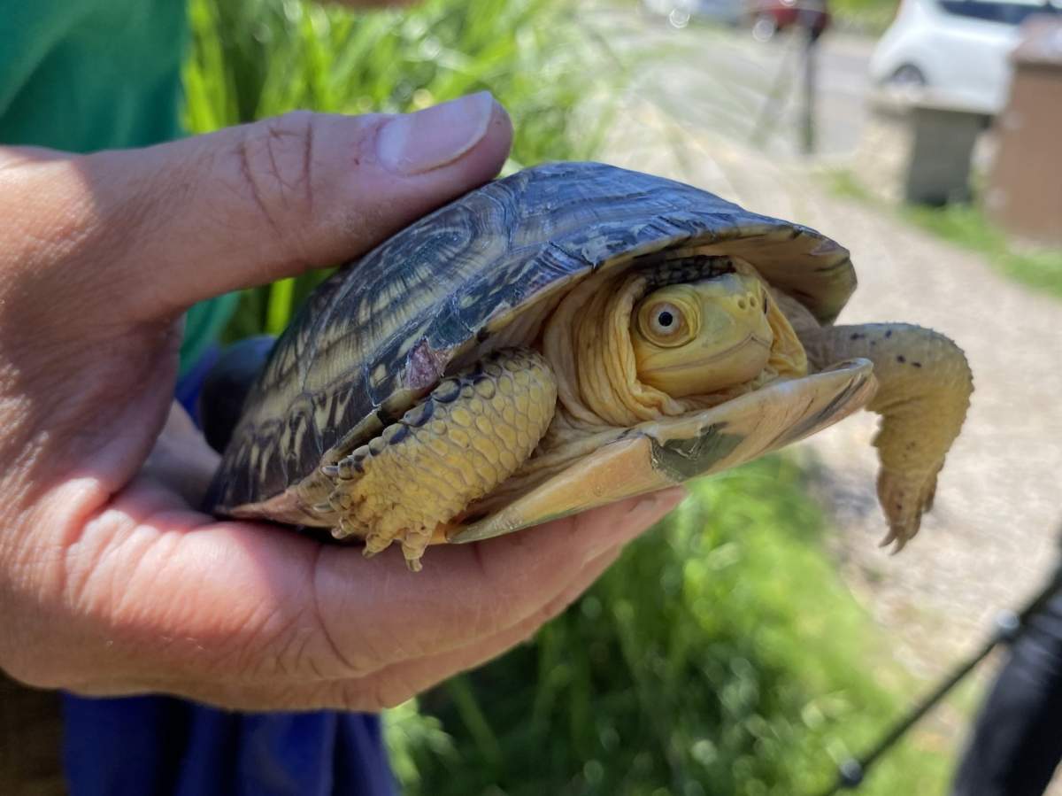 A person holds up a Blanding's turtle, which has its head partially pulled into its shell.