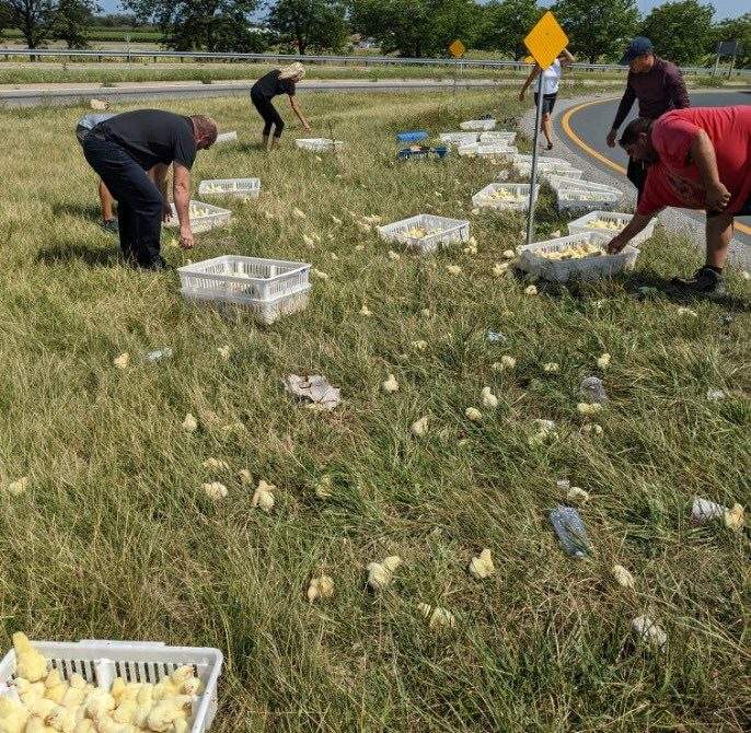 The incident took place in the Toronto-bound lane of the highway, police said.
