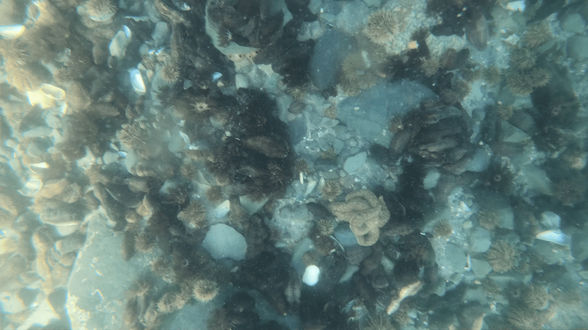 underwater camera