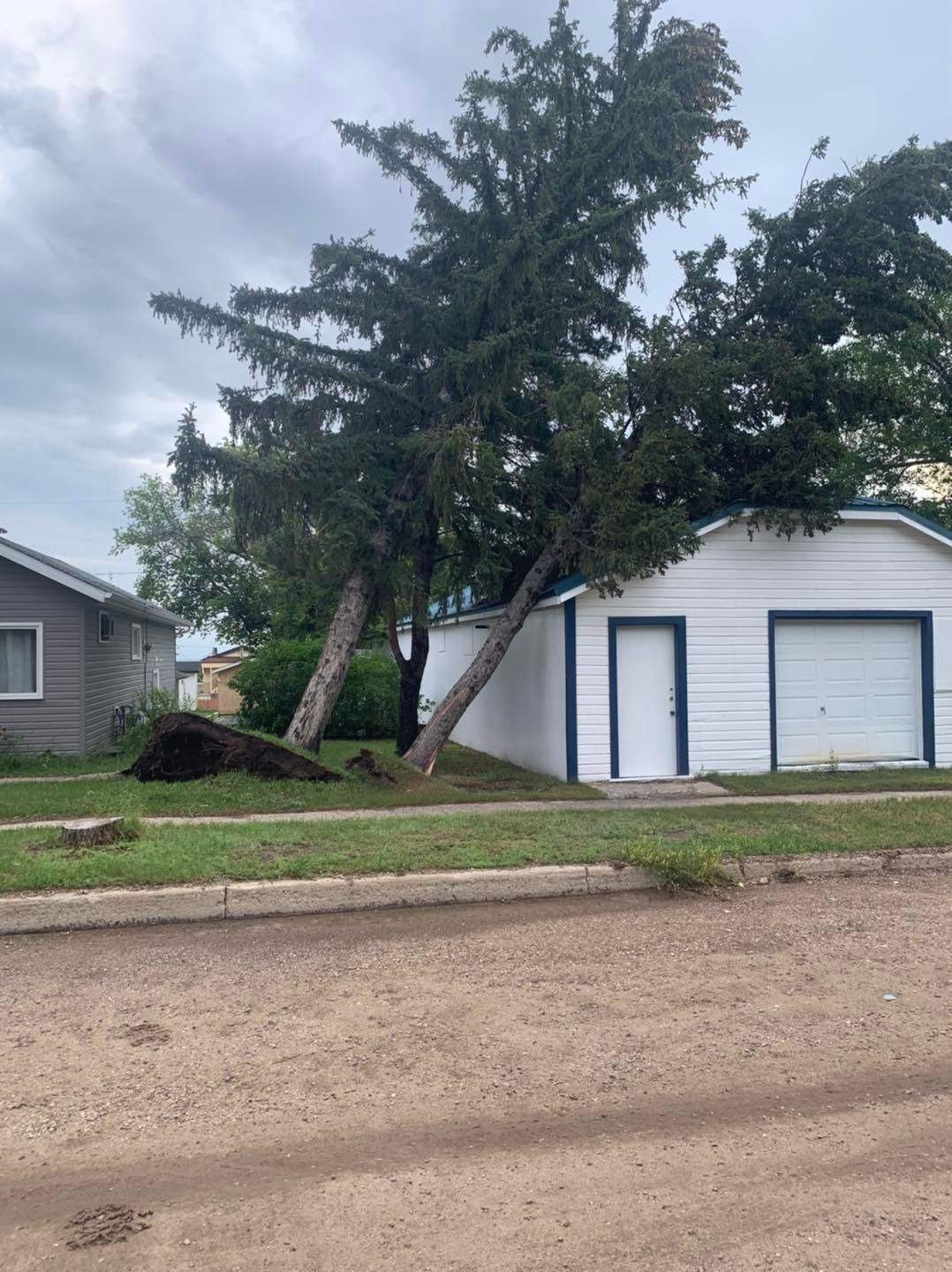 One of the many trees that fell down during Mondays storm in Kerrobert, Sask.