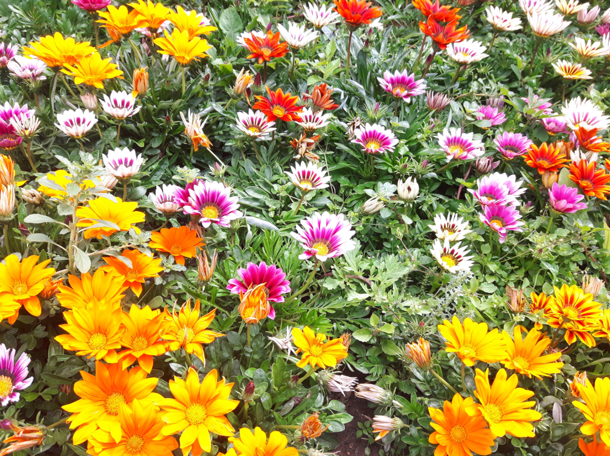 flowers