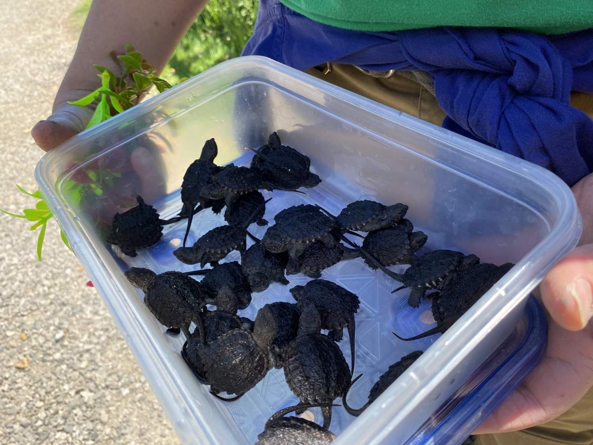 A collection of baby snapping turtles sit in a clear plastic bin.