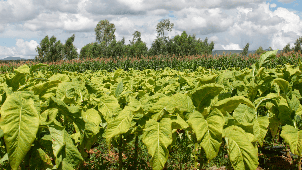 Farm workers in Niagara Region are hoping for action from Canada and Jamaica’s Ministry of Labour departments on better living conditions on Canadian farms. The group wrote a letter on the subject a week before a migrant farm worker died at an address in Norfolk County in mid-August.