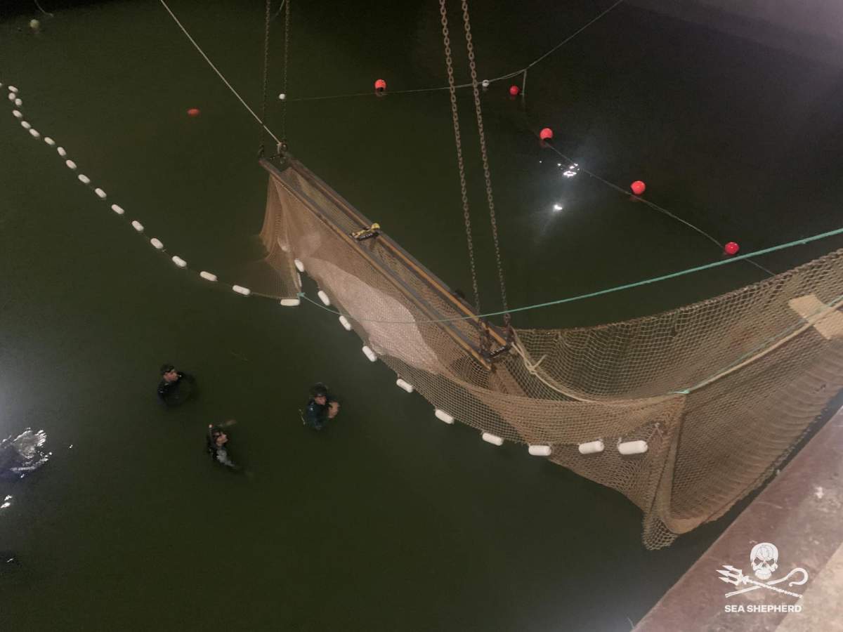 The beluga whale lifted from the water in a large net.
