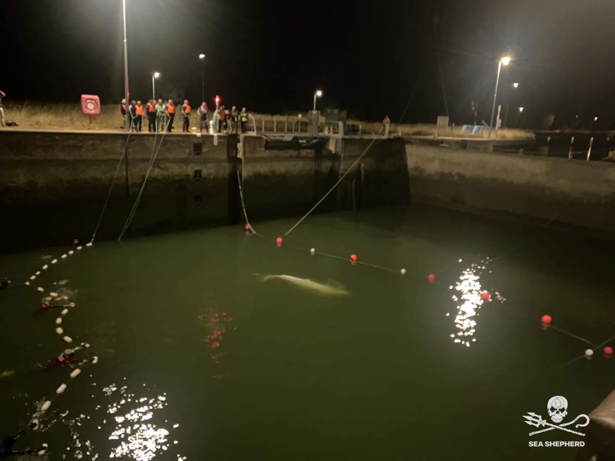 Rescue workers attempt to corral the beluga whale into a net within the lock.
