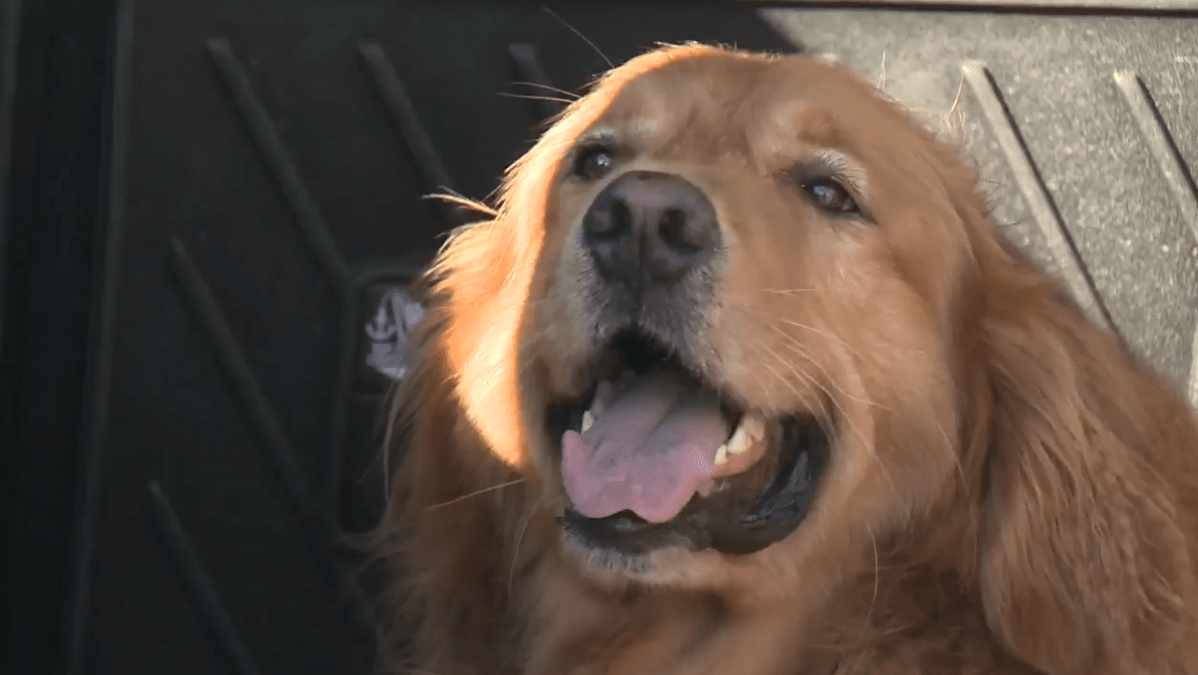 Duke after being rescued from Mount Seymour on Tuesday.