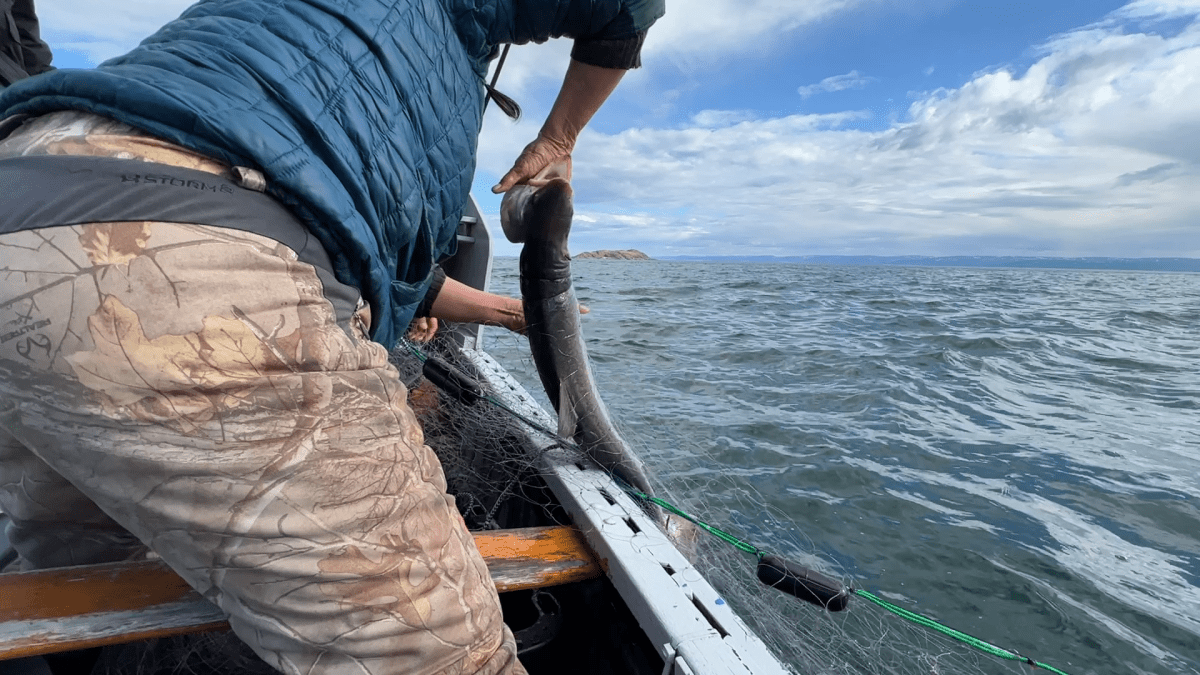 Fisherman