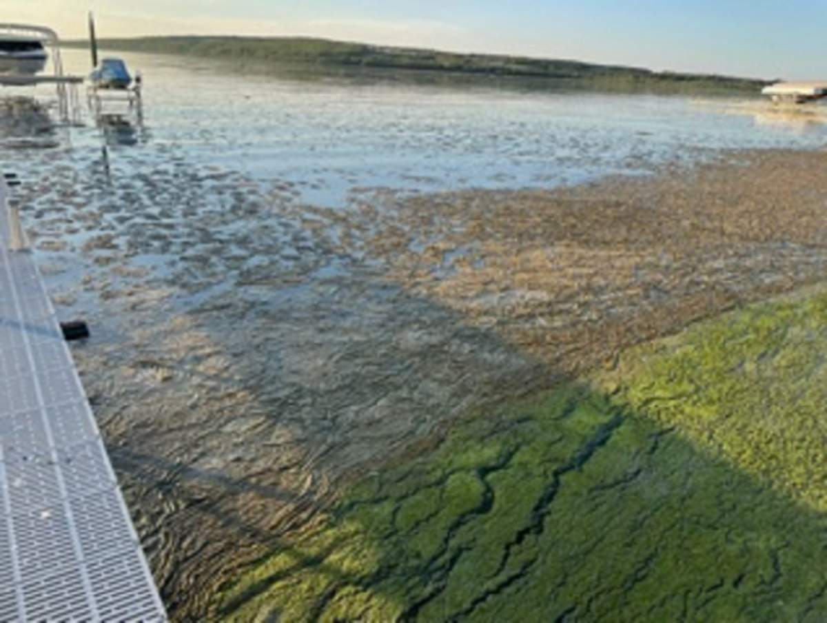 Blue-green algae at Garner Lake, Alta., Aug. 26, 2022.