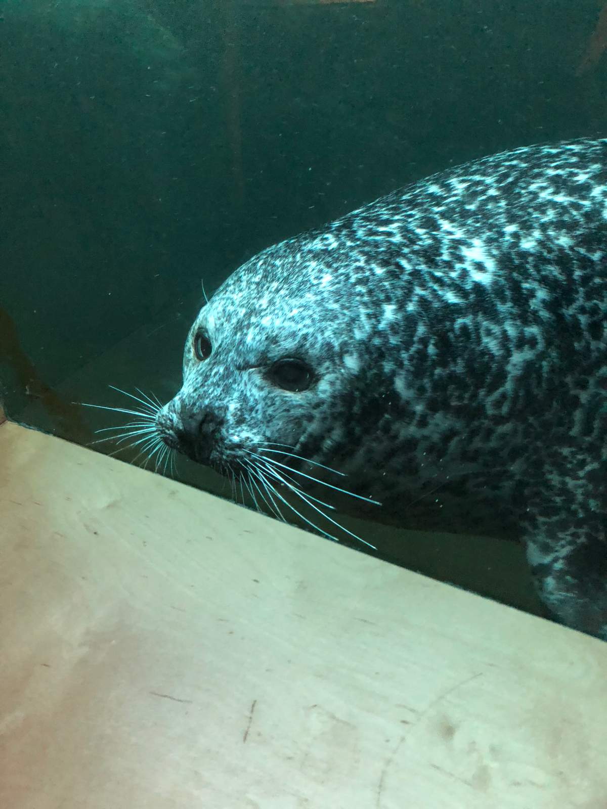 LokiTheSeal