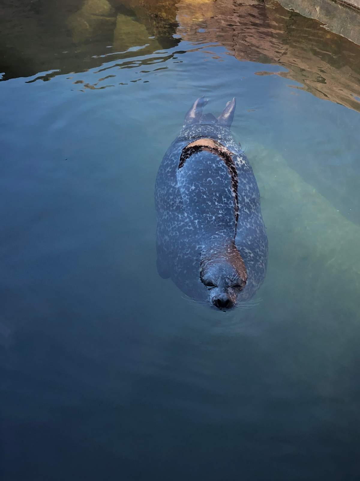 Loki swimming