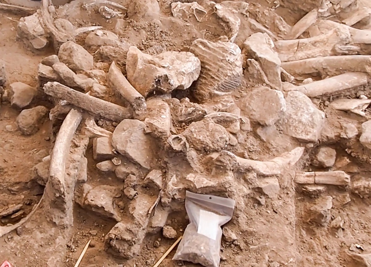 A mass of mammoth bones found by University of Texas researcher Timothy Rowe which is calling into question the generally accepted timeline of when humans arrived in North America.