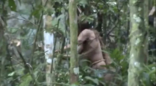 A man in a blurry image uses what appears to be an axe to chop a tree.