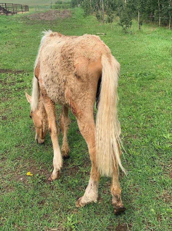 Marvin the horse was removed from an Alberta property and brought into the care of the Alberta SPCA on July 12, 2022.
