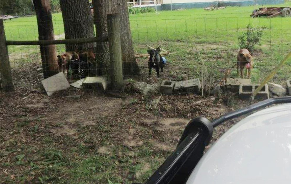 Several dogs behind a chain link fence with cinderblocks at the bottom.
