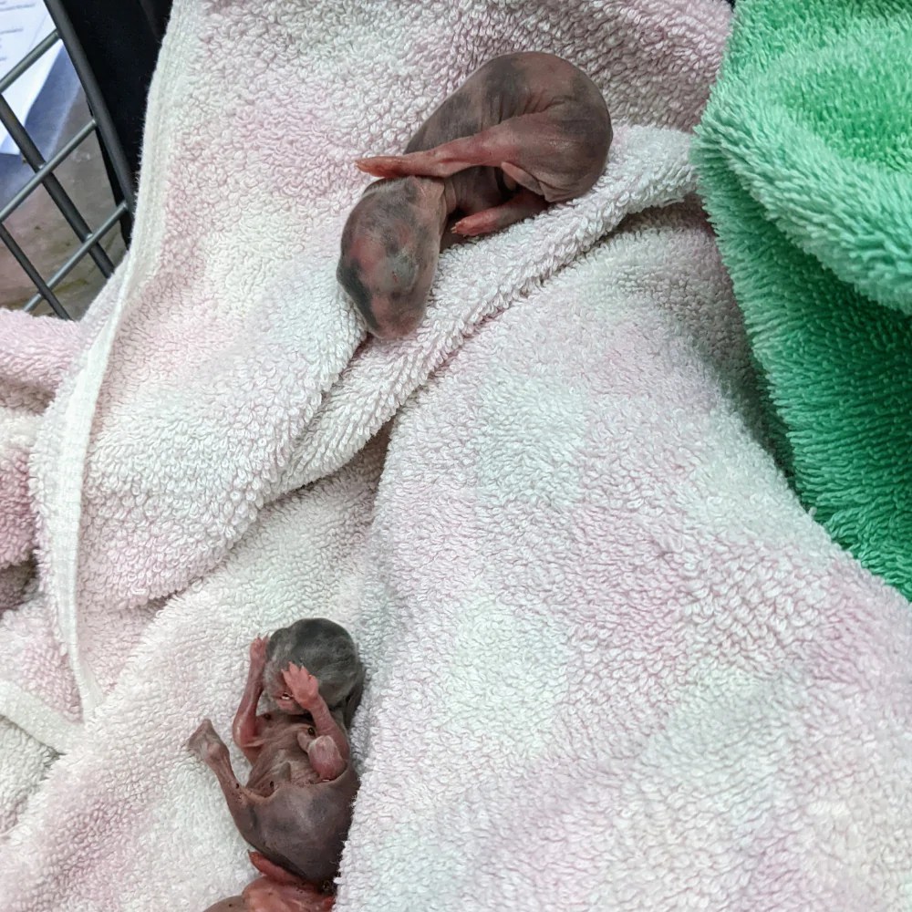BC SPCA rabbits