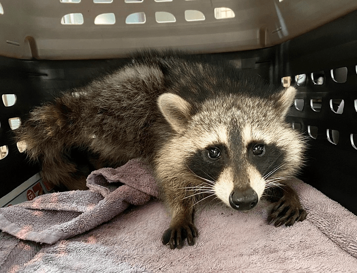 Young raccoon rescued after being poisoned in Toronto.