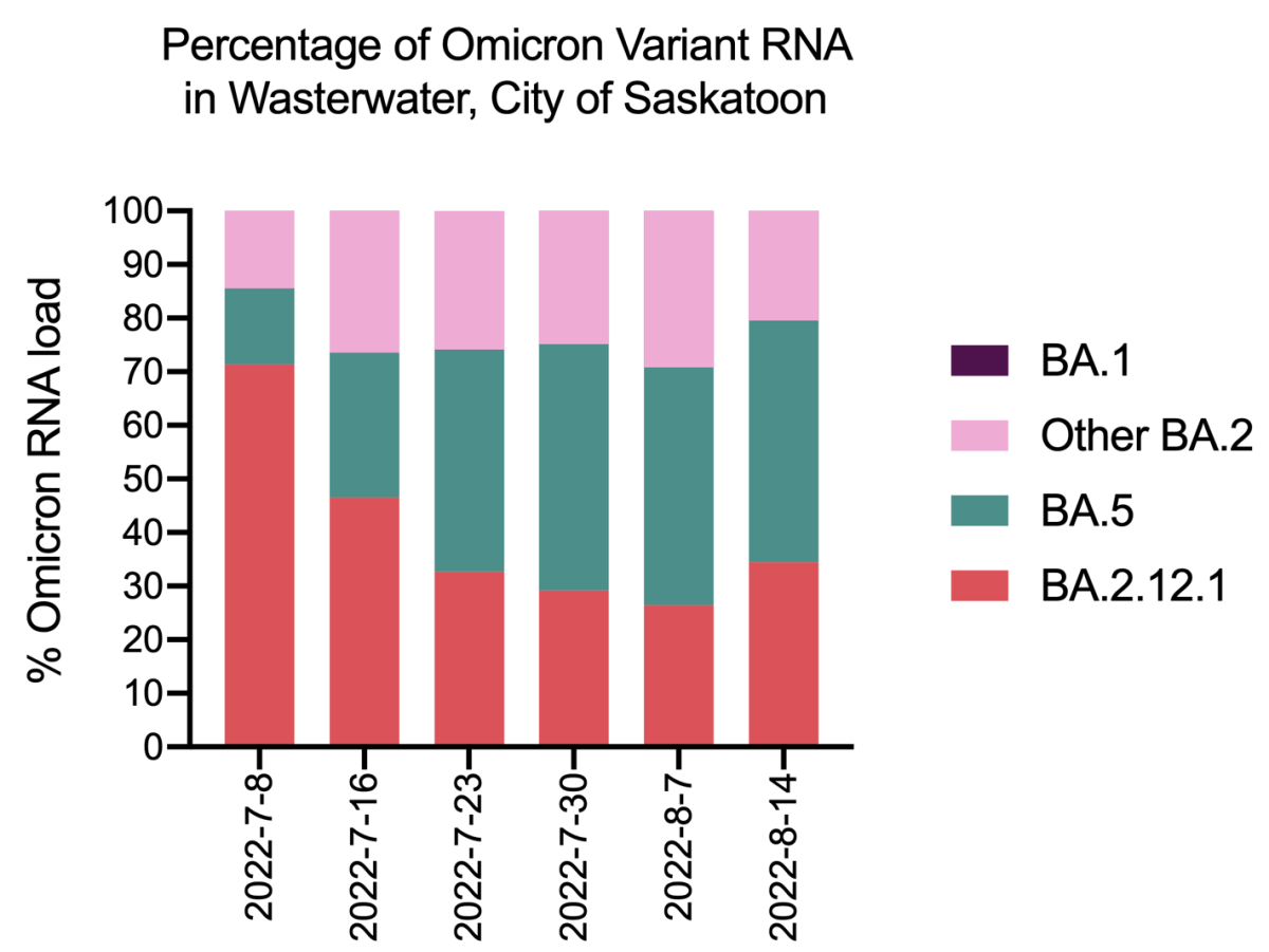 The report said this graph shows the percentage of the Omicron variant RNA in the wastewater in Saskatoon.