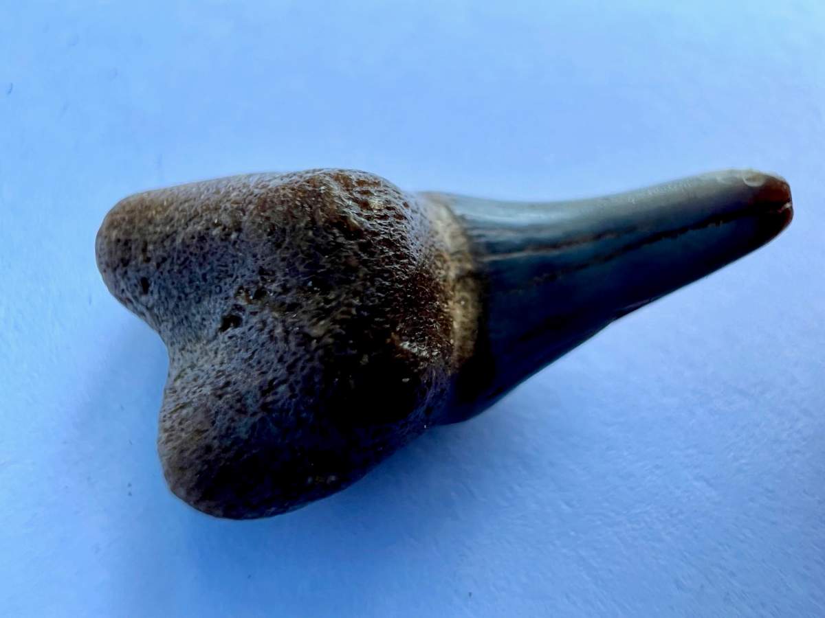 The tooth of an extinct Scapanorhynchus shark found by Max Maurizio near his home in Red Deer County, Alta.