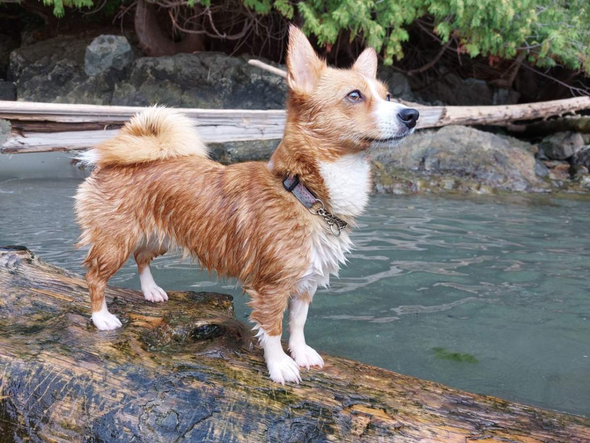Dog killed in Vancouver hit and run