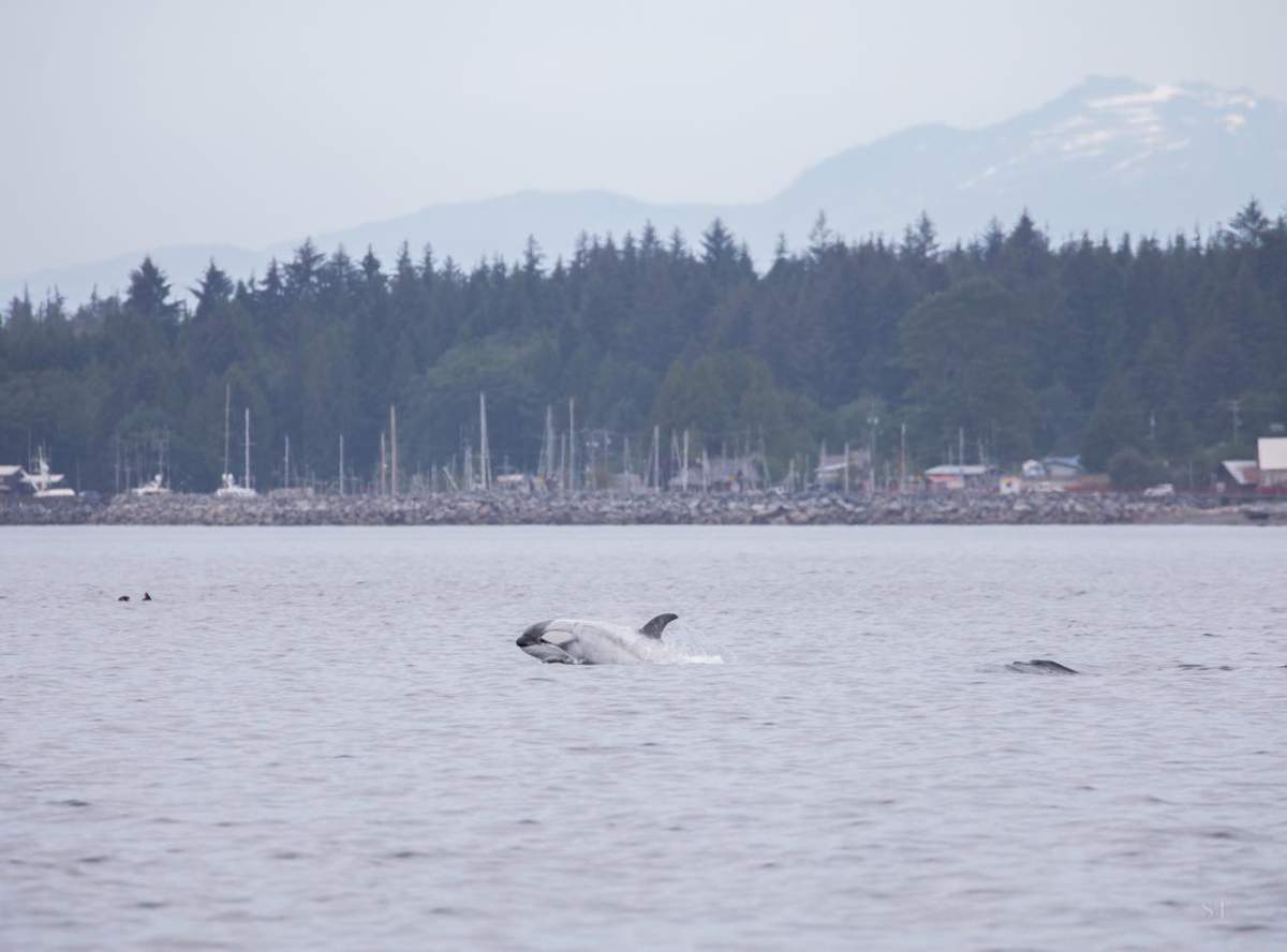 white orca