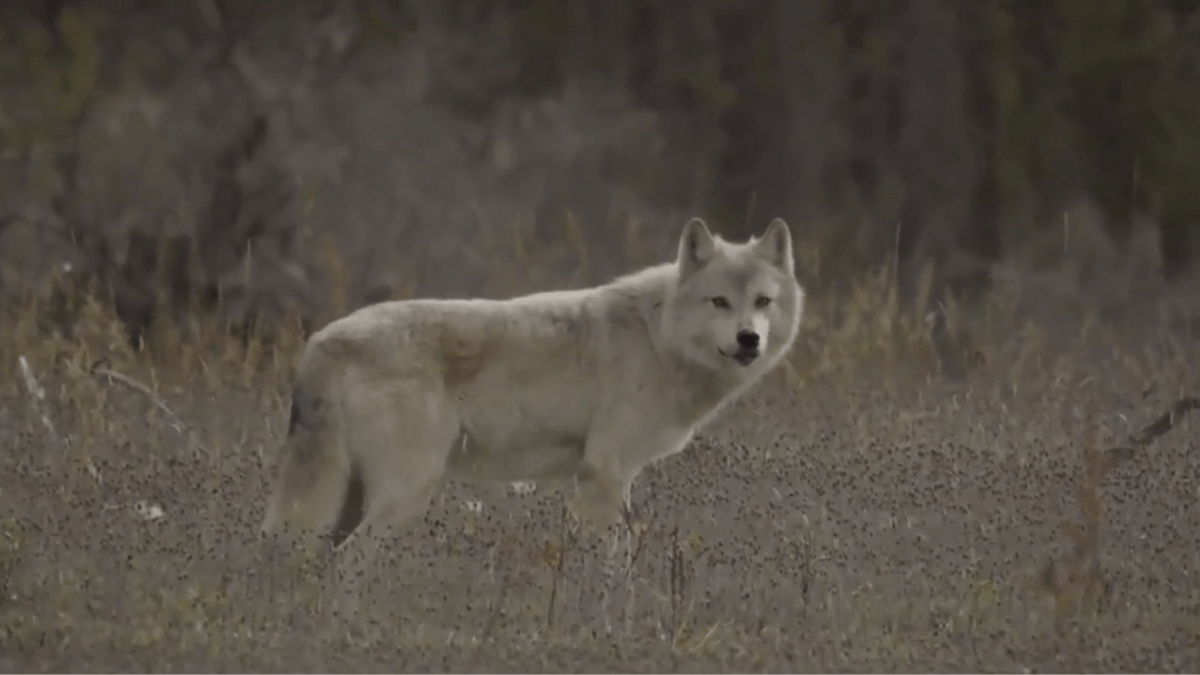 Niagara Regional Police confirm a white wolf, part of a regional rescue program, escaped a compound in Port Colborne on Aug. 2, 2022.
