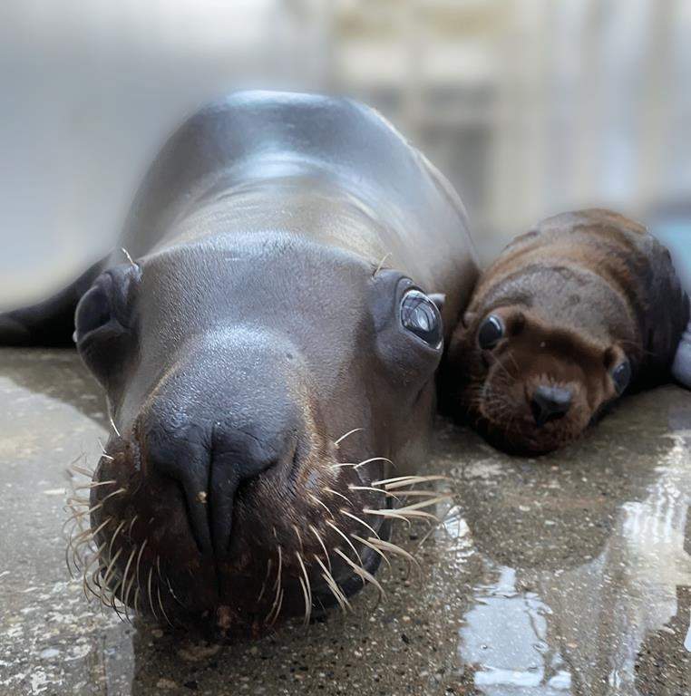 The Vancouver Aquarium says one of its Stellar sea lions has given birth to a healthy pup. The male pup (right), named Natoa, and his first-time mom, Rogue, are doing well.THE CANADIAN PRESS/HO-Vancouver Aquarium *MANDATORY CREDIT*.