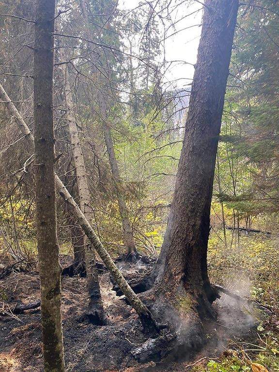 A burnt tree is shown in this handout image provided by the BC Wildfire Service at the wildfire burning west of Hudson's Hope, in northeast B.C., on Sunday Sept. 18, 2022.