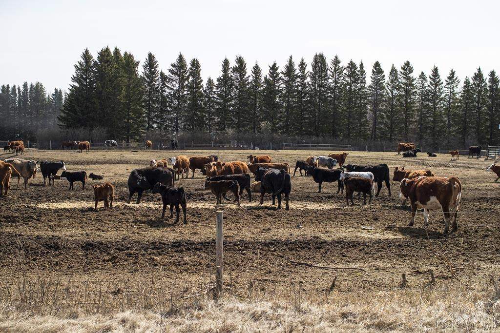 Cattle roam in a field near Pigeon Lake, Alta., on May 1, 2022.