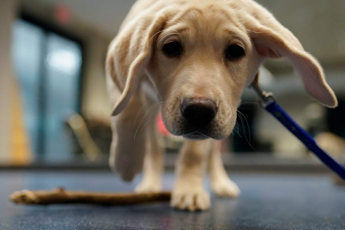 Dogs entering the Montreal Metro must be leashed, muzzled and can only do so during off peak hours.