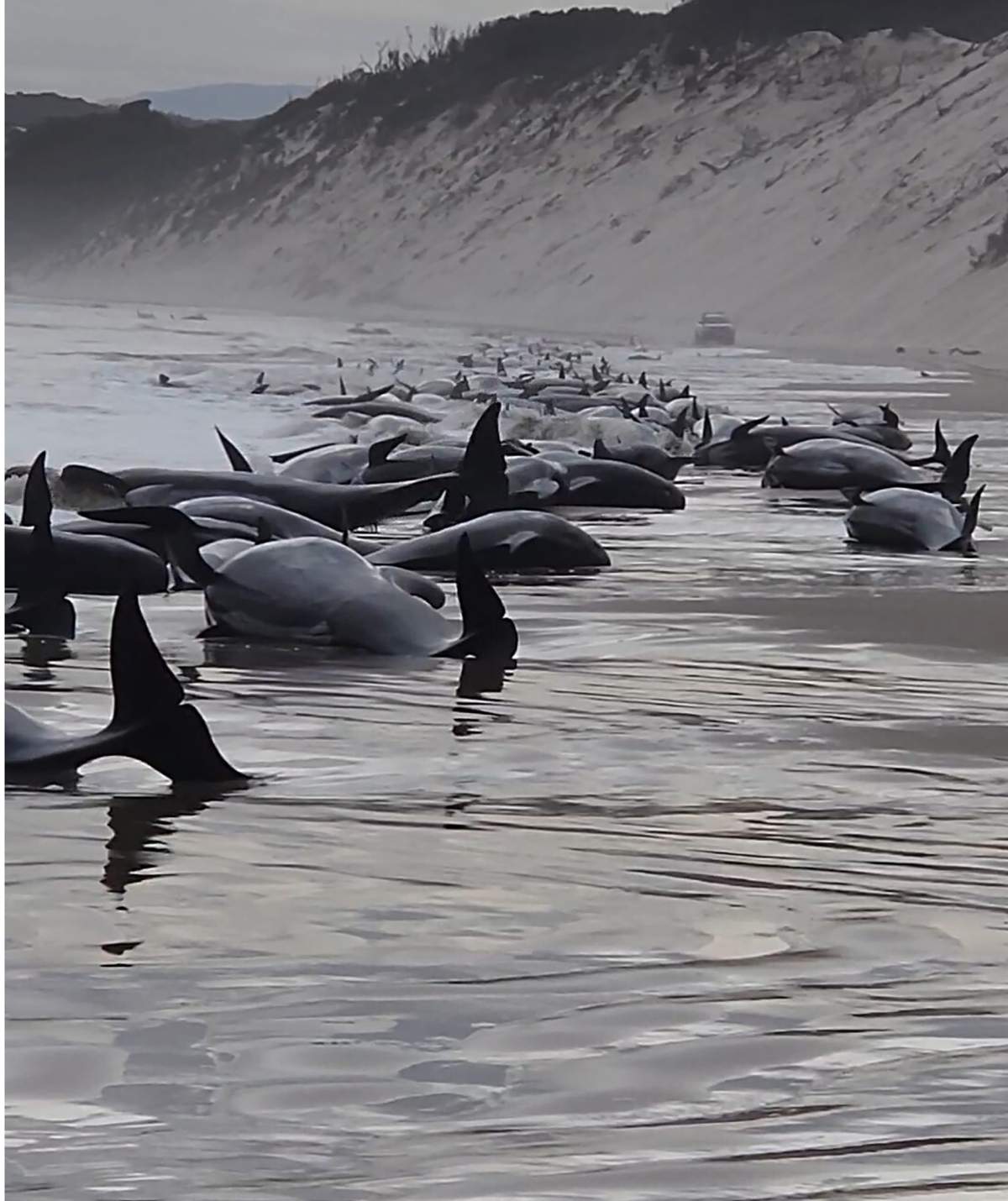 This photo provided by Huon Aquaculture, shows whales stranded at Macquarie Harbour in Strahan, Tasmania, Australia Wednesday, Sept. 21, 2022. About 230 whales have been stranded on Tasmania's west coast, just days after 14 sperm whales were found beached on an island off the southeastern coast.