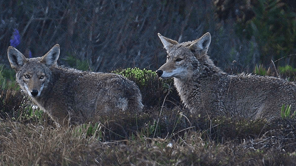  A pair of coyotes hunting at dawn. (Credit Image: © Rory Merry/ZUMA Wire).
