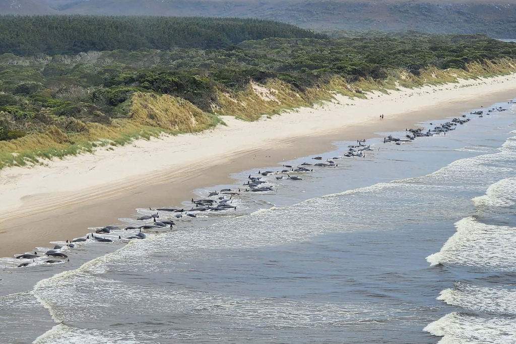 An aerial view of a mass whale stranding near Macquarie Heads on September 21, 2022 in Strahan, Australia.