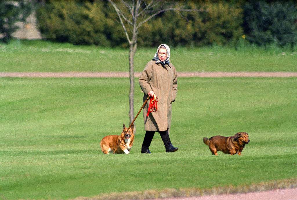 Queen Elizabeth II walking her dogs at Windsor Castle, on April 2, 1994 in Windsor, United Kingdom.